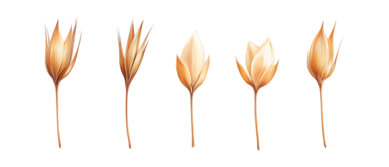 Pack of Flax Seed Against Transparent Background for Health, Nutrition, or Organic Food Projects