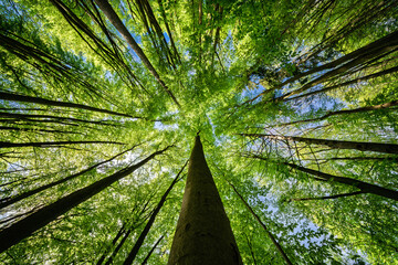 A Stunning and Captivating View of Lush Green Treetops and Beautiful Sunlight from Below
