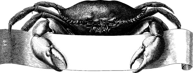 Vintage engraved illustration of crab with blank banner for nautical design
