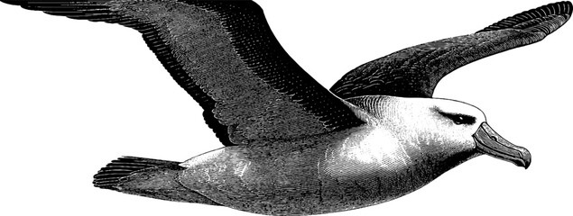 Fototapeta premium Engraved albatross gliding illustration for nature and wildlife design