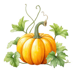 Watercolor pumpkin with green leaves and curly vines on a white background.