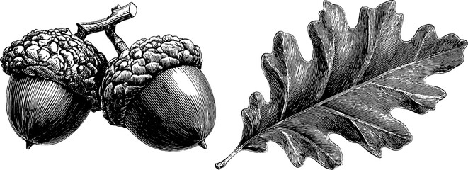 Engraved botanical illustration of acorn and oak leaf for nature design projects