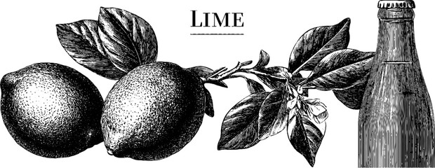 Engraved lime and soda bottle illustration for vintage design and label creation