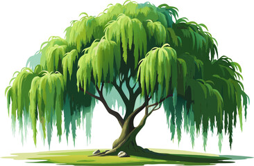A watercolor painting of a Weeping Willow (Salix babylonica), with drooping branches and long green leaves, isolated on a white background. 