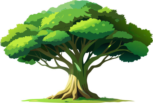A watercolor of a Sycamore Fig (Ficus sycomorus), with a thick trunk and wide green canopy, isolated on a white background.