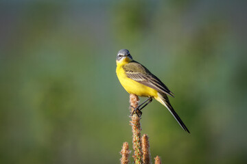 A close-up of a male Western Yellow Wagtail sitting on top of a pine tree, looking toward the camera lens on a sunny spring evening with a green background.