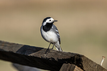 wagtail bird