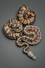 Baby ball pythons on grey background