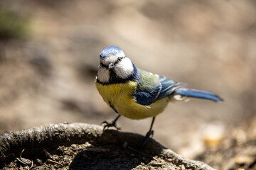 blue tit on a rock