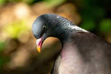 close up of a bird