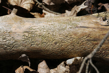 Tree bark with insect traces. Natural texture background. Forest decay concept. Organic wood pattern. Nature destruction detail. Fallen branch in autumn forest. Closeup view of damaged tree surface.