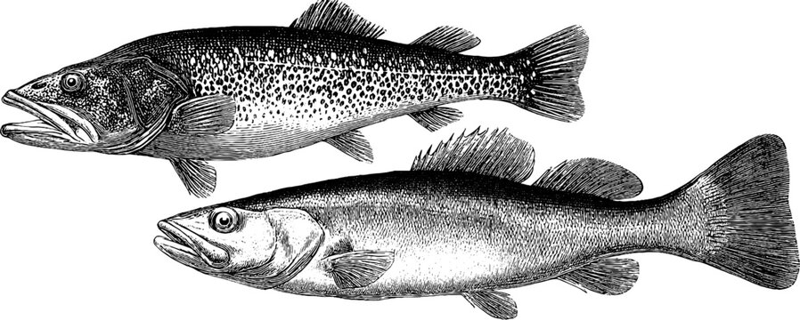 Vintage engraving of trout and cod fish set for marine design and decor
