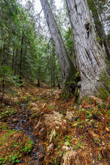 Western Red Cedar Trees (Thuja plicata) in the Hobo Cedar Grove Botanical Area, ID