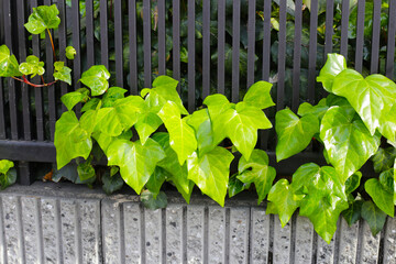 Hedera canariensis, Green leaves plant