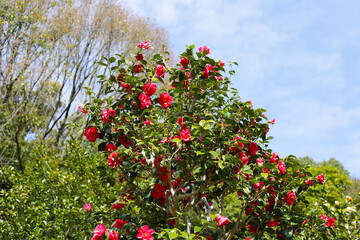 Beautiful camellia flower on tree. The Expo 70 Commemorative Park, Osaka, Japan