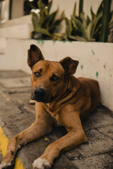 Perro callejero descansando sobre una acera en un día soleado. Imagen cálida y tranquila que transmite serenidad y vida urbana.