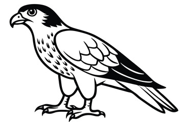 goshawk cartoon vector illustration.