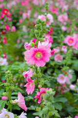 Obraz premium Beautiful hollyhock flower in the park