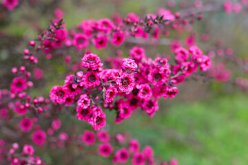 Manuka plant in bloom, pink flower