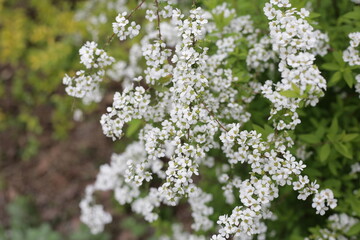White flowers of Thunberg spirea in Japan park