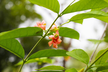 Wrightia hybrid flower with green leaves
