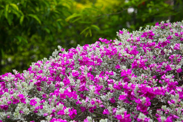 Leucophyllum frutescens plant in the garden
