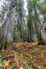 Western Red Cedar Trees (Thuja plicata) in the Hobo Cedar Grove Botanical Area, ID