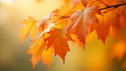 beautiful autumnal orange leaves with blurred bokeh background