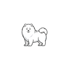 Samoyed on a white background