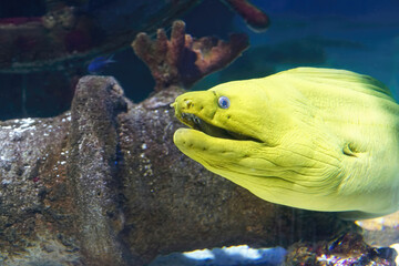 Yellow Wolf Eel