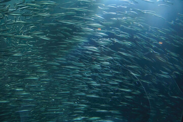 Blur of school of anchovies swimming