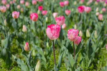 Beautiful tulip flower garden.