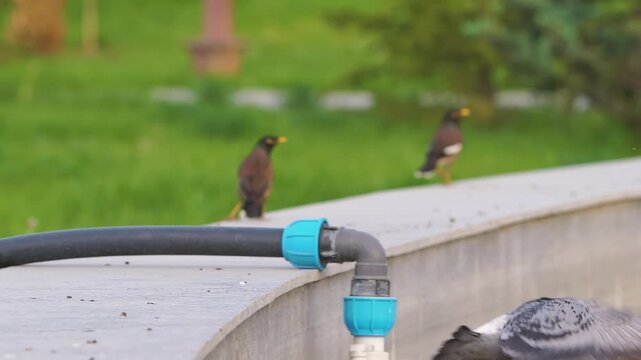 Funny birds slow motion - pigeon and 2 starlings in action