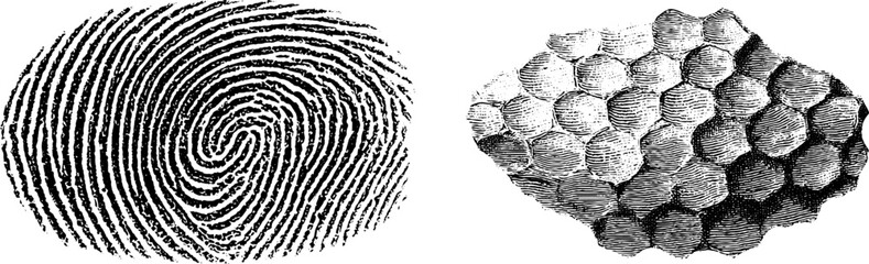 Engraved fingerprint and texture illustration set for security and pattern design