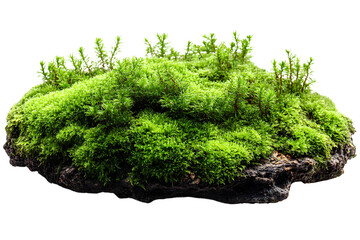 Moss, isolated on a transparent background