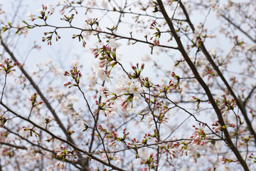 Branches of sakura flowers, cherry blossom