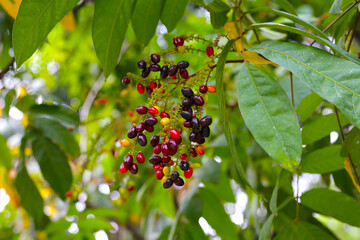 Lepisanthes rubiginosa fruits on the tree