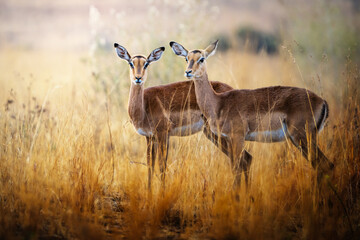 Two impala deer stand alert in the golden brown bushveld, their calm eyes locked on the camera;...