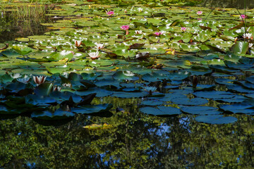 Water lilies in a pond