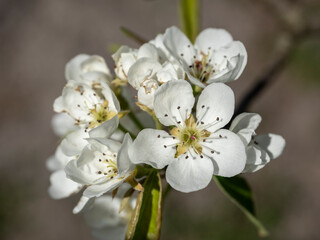 Close-Up of Blooming White Flowers in Natural Spring Setting