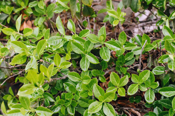 Fresh green leaves closeup. Natural foliage background. Spring garden vegetation. Vibrant leafy texture. Bright green plant growth. Nature detail in sunlight. Botanical organic surface.