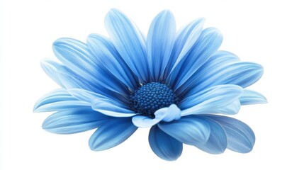 Fototapeta premium Blue flower isolated on white background, png with transparency.