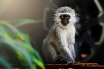 A vervet monkey sits sideways on a sidewalk, staring intensely at the camera with curious eyes;...