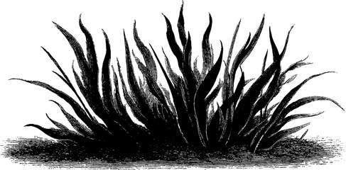 Obraz premium Engraved art of wildfire with black bold lines for nature conservation designs