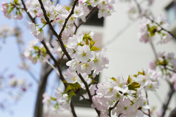 Branches of sakura flowers, cherry blossom