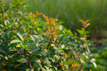 Brazilian peppertree (schinus terebinthifolia) in the garden