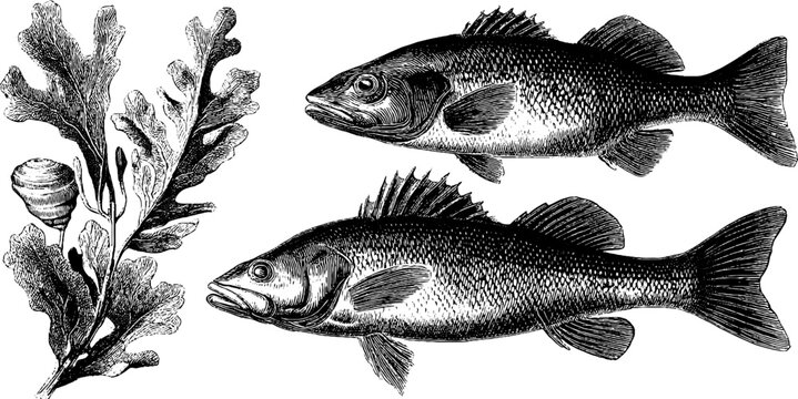 Engraved illustration set featuring perch fish and ulva seaweed for nature and aquatic design