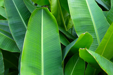 Green leaves of banana tree