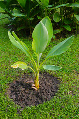 Banana tree in the garden