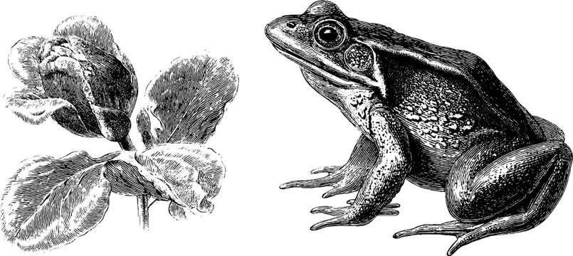 Engraved botanical and amphibian illustrations for artistic design and nature themes